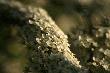 A wianek mia�a z tawu�y... 