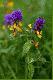 Pszeniec gajowy. Jest p�paso�ytem, za pomoc� ssawek pobiera od innych ro�lin wod� i sole mineralne...