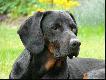 CAR Czarny Tulipan - Go�czy Polski
