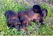 09.07.2009 r. A maluchy rosn� jak na dro�d�ach...