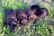 09.07.2009 r. A maluchy rosn� jak na dro�d�ach...