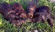 09.07.2009 r. A maluchy rosn� jak na dro�d�ach...