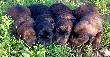 09.07.2009 r. A maluchy rosn� jak na dro�d�ach...