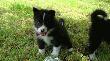dzie� 34