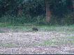 "Pojedynek" o wadze ok. 5-7kg. Wyszed� sam na ��k�. Pewnie sierotka - niech ro�nie!