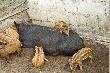 swiniodziki..