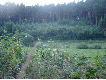 W tym m�odniku mia�y le�e� dziki i le�a�y wszystkie posz�y na owsy