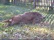 strza� komorowy,dzik w pe�nym biegu...