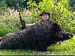 Pojedynek kt�rego pozyska�em podczas wieczornej zasiadki.Waga po wypatroszeniu 122,5 kg.wyszed� pod zwy�k� o godzinie 20.00. Jak na razie m�j najwi�kszy dzik. Szable maja d�ugo�� 22 cm. Po przeprowadzeniu wst�pnej wyceny wysz�o 119,5 pkt. B�dzie mocne srebro. Prezent urodzinowy od �w Huberta :-)))