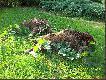 Oto te dwa warchlaczki strzelone jak wida�(strza�y BARTONOWSKIE- w oczko....)