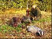 To by�o pi�kne polowanie...czeka�em na byka, byk przyszed� i dostojnie odszed�. Wieniec mia� w formie szesnastaka obustronnie koronnego. Par� minut po byku przybieg�y pod d�by dwa wyro�ni�te m�skie przelatki. Podszed�em je na oko�o 50 m. Pierwszy po strzale w ,,ucho'' zrolowa� w ogniu a drugi obra� kierunek na las. Delikatne wyprzedzenie, strza� i drugi dzik pisze testament. W drodze powrotnej do auta strzelam borsuka w cz�lko.