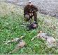Weekend na upatrzonego byka:):): a �w. Hubert mia� inne plany.