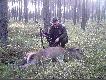 Poranek 09.10.2009r. Sezon na jelenie rozpocz�ty.Tym razem �ania. Byki, kt�re widuj� nie wygl�daj� "zielono".