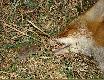  To mia� by�  jego ostatni k�s - nie zd��y�  - mysza odesz�a zdrowa 