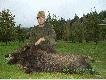 6-sty dziczek tego sezonu.Strzelony 8.09.2009 o godz 23 30 w moim kole "OSTOJA" Jelenia G�ra obw 286.Waga 65 kg.