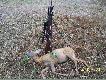 Waga 15kg...(140 m)...Strzelona z Mosinka -rocznik 1945....Gratki.....DB...