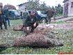 Polowanie zbiorowe 10.10.2009 
A  oto moje dziki ,kt�rymi obdarowa� mnie �w. Hubert. 4dziki strzelone w pierwszym miocie . 