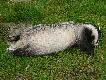 Pi�kny, stary pies o wadze 18,5kg.