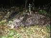 15.10.2009 .Dzisiaj przesta�o wia� wi�c postanowi�em si� wybra� na polowanie..Wycinek  zosta� w ogniu.