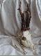 forma regularnego �smaka, ale odnogi nie maj� 3cm st�d nieregularny sz�stak, wiek 9 lat.