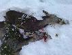 Obydwie dosi�g�a Lapua Mega 12 g 30-06. Pad�y w ogniu. Koza 16 ko�le 10 kg
(paradoks biel �niegu a ostatni kes zieloniutki)