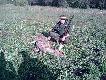 ... strzeli�em �ani� . 