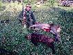 Zosta�em kr�lem polowania strzelaj�c dziczka i �anie .