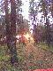 Sobotnie popo�udnie w Puszczy Noteckiej,Le�nictwo Bia�a.