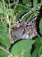 G�siorek (Lanius collurio)
G�siorek (Lanius collurio)