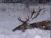 7 stycznia, minus 15 st i �nieg dochodz�cy do metra g��boko�ci... byka  do samochodu ci�gneli�my we czterech na folii w takich warunkach ok. godziny - p� kilometra :) mialem chyba z 3 "zawa�y serca" po drodze :)))))