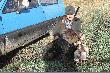 Polowanie na kaczki z dobrze u�o�onym wy��em to jest to.