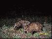 2 i 3 jenot w tym sezonie....Wybieg�y na pole o 1.00 i tak zosta�y..strzela�em z 308W...Odleg�o�� strza�u 40 m....