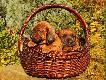 Min�� dok�adnie miesi�c, maluchy rosn� jak na dro�d�ach :)
