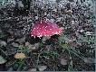 To te� pi�kne grzyby :-)