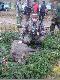 Zbior�wkowy  odyniaszek. 07.11.2009r i to na dodatek Kr�l Polowania.Dzi�ki Ci �w.Hubercie