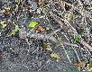 18.10.2009 Zaimpregnowany gliniast� ziemi�. Przele�a� pod ziemi� zosta� wyorany i na szcz�cie deszcz go op�uka�. 