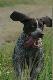 Diabe�ek.