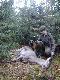 Lania kolegi Huberta. Strzal na p�uca. �ania zanaczy�a i usz�a w las. Poszukiwania z moj� suk� zako�czy�y si� po 300-400 m w �wierkowym m�odniku. Praca psa �atwa lekka i przyjemna. 