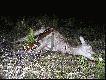 W dniu dzisiejszym 26.11.2009r. pozyska�em 6 �anie jelenia w tym sezonie.Wysz�a chmara 19sztuk,d�ugo wybiera�em i odda�em strza� na ok.100m �ania pad�a w ogniu.Waga w skupie 54kg.