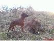  Flet z Wilczewskich Wydm.   Dzisiejszy postrza�ek . D�ugo�� tropu max 300m . Strza� na komor� ,wylot kuli na mi�kkie . 