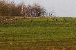 Jad�c na koguty do mojego obwodu tak mi paradowa�y na terenie s�siad�w:-)