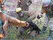Jagdterier kol. �owczego zaatakowa� lisa strzelonego w 4 miocie.