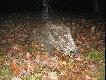 �adny wycinek ale kie�basy raczej z niego nie b�dzie
