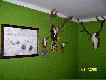 Zielony kolor Nobilesa by� strza�em w 10tk�!