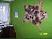 A gdy ksi�yca brak siedz�c przed sk�r� tego dziczka warto powspomina� udane polowanie...