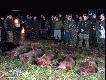 Po polowaniu zbiorowym w dniu 05.12.2009r. Na rozk�adzie 6 dzik�w.