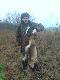 Polowanie zbiorowe w okolicy G�siorowa.Lis po porcji �rutu nr2 kal12/70.