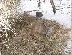 M�ody Kozio� znaleziony ubieg�ej zimy na polach. Prawdopodobnie "zagoniony" przez psy . Nie ucieka� bo nie mia� si�y wsta� . Nie mia� �adnych obra�e� zew�trznych .Zapakowa�em go do auta i odwioz�em z Koleg� do lasu pod pa�nik .Za godzin� ju� go nie by�o :) Doszed� do siebie ,mia� szcz�cie .