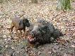 A tu Flecik szepcze do (ucha )ody�cowi :))