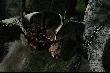 Zaczepki...
Fot. Urtica